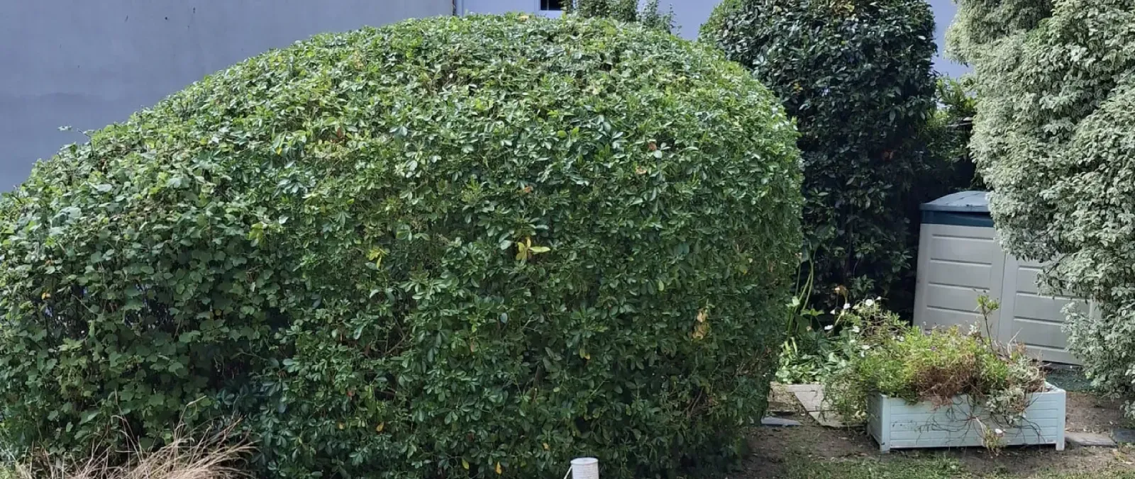 Nettoyage et remise en état de jardin